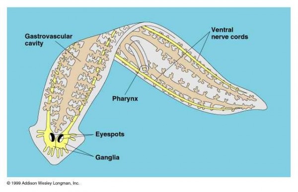 plathelminth