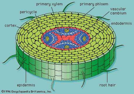 vascular cambium